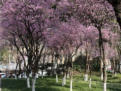 -重庆市江北嘴中央商务区中央公园