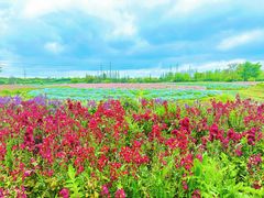 -花开海上生态园