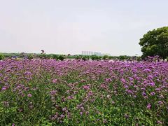 -花博汇(知音花月夜)