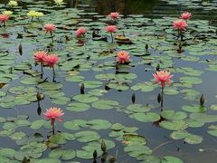 -东莞植物园