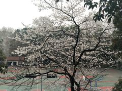 -武汉大学-樱园