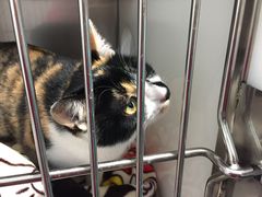 -骐奇宠物诊疗中心(南亭公路店)