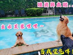 -汪说喵讲宠物乐园宠物酒店(红星美凯龙店)