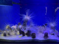 -上海海洋水族馆