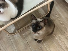 -李小姐の猫咖啡馆(五角场店)
