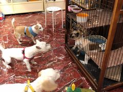 -多卡布奇宠物生活馆(上林世家店)