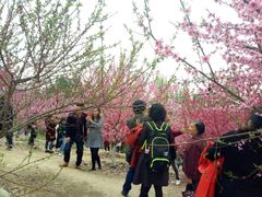 -三圣花乡旅游区