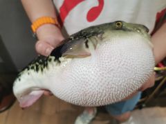 -鲐赏河豚(长寿店)