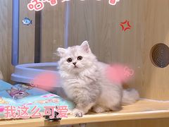 -momokira米努特·德文卷毛猫·棉花面纱犬