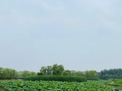 -大兴滨河森林公园