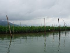 -盐洲岛