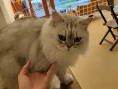 -猫友咖啡店(玉林西路店)
