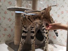 -猫小院猫主题餐厅(三里屯店)