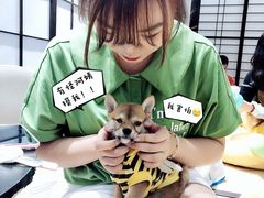 -逗柴咖啡屋·狗咖猫咖宠物桌游