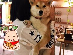 -柴务处·柴犬主题狗咖