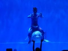 -芜湖新华联大白鲸海洋公园