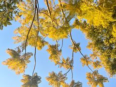 -南国桃园旅游度假区