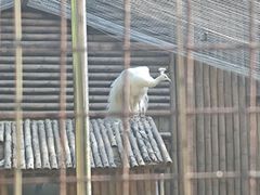-深圳野生动物园