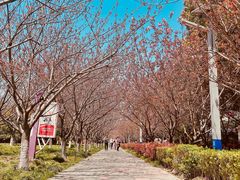 -高东镇樱花园