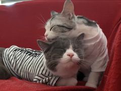 -猫大福·Fortune Cat猫舍(百子湾店)