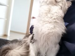 -猫腻·猫咖·撸猫馆(星光大道店)
