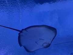 -海合安武汉极地海洋公园