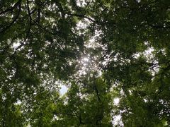 -上海佘山国家森林公园天马山园