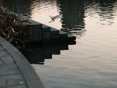 -九龙湖公园