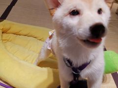 -逗柴咖啡屋·狗咖猫咖宠物桌游