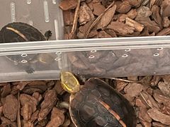 -灵龟之家百象馆(百象馆联合旗舰店)