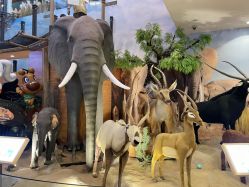 -卡通尼·Safari非洲探索乐园·生日会(金桥国际商业广场店)