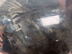 -纳吉亚猫专科动物诊疗中心(蒋宅口分院)