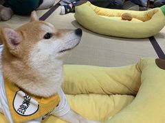 -逗柴咖啡屋·狗咖猫咖宠物桌游