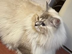-MOCHA明星猫咖(田子坊店)