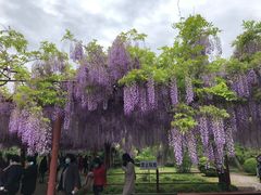 -嘉定紫藤园