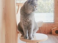 -猫的茶·猫咖