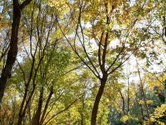 -大兴滨河森林公园