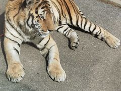 -大连森林动物园