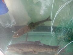 -南渝食府.墨脱石锅松茸鸡