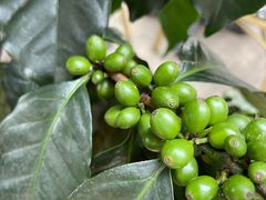 -Torch Coffee 炬点咖啡