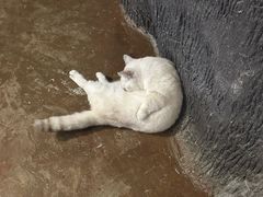 -猫猫幼稚园·撸猫·桌游·电玩