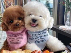 -纳吉亚猫专科动物诊疗中心(蒋宅口分院)