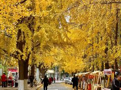 -长白岛森林公园