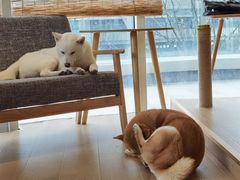 -南京Hallo宠物乐园·哈罗犬舍·柴犬繁育基地