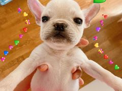 -翊宠yipet猫狗购宠庄园犬舍•猫舍