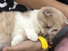 -糯米喵星人·撸猫猫舍咖啡馆(西市场嘉华店)