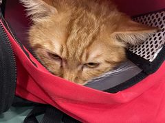 -佳怡动物医院·平价24小时·猫专科骨外科