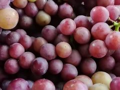 -新塘水果乐园(东洲大道店)