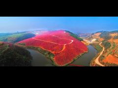 -宜良山后樱花谷