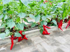 -兰陵国家农业公园